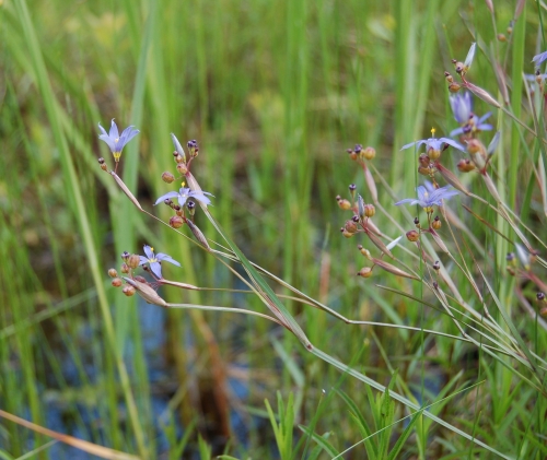 species photo