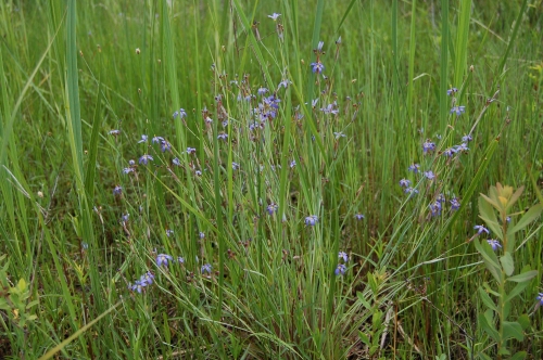 species photo