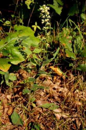 species photo