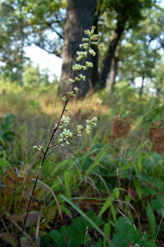 species photo