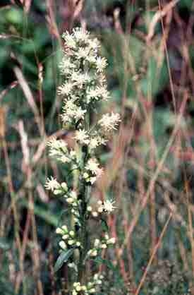 species photo
