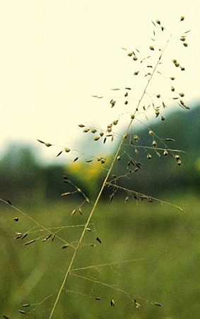species photo