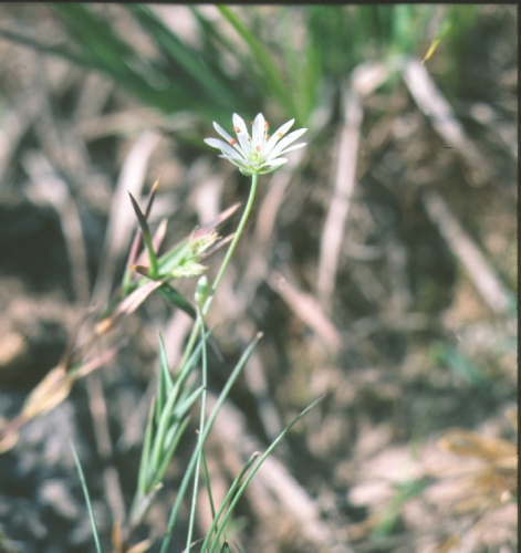 species photo