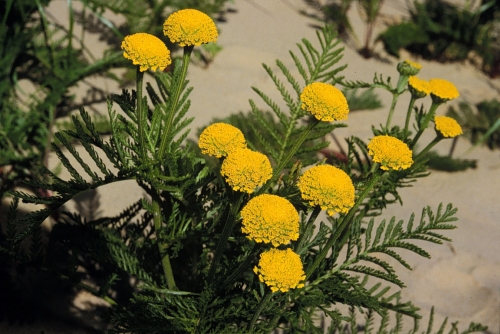 species photo