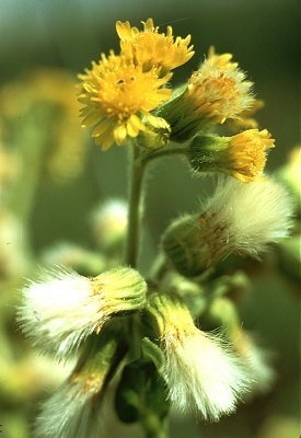 species photo