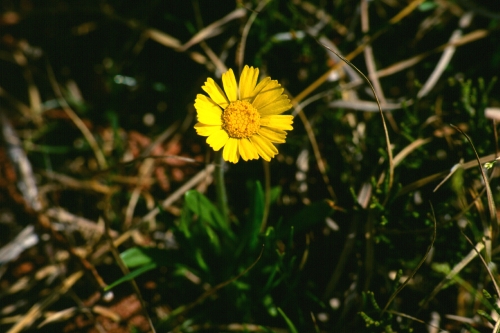 species photo