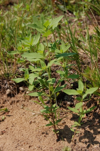 species photo