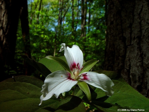species photo